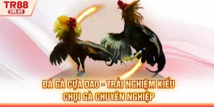 Đá Gà Cựa Dao - Trải Nghiệm Kiểu Chọi Gà Chuyên Nghiệp