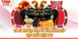 Đá Gà Tre Tại TR88 Uy Tín, Đẳng Cấp Bậc Nhất Hiện Nay