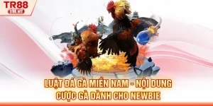 Luật Đá Gà Miền Nam - Nội Dung Cược Gà Dành Cho Newbie
