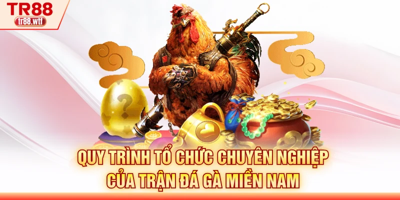 Quy trình tổ chức chuyên nghiệp của trận đá gà miền Nam
